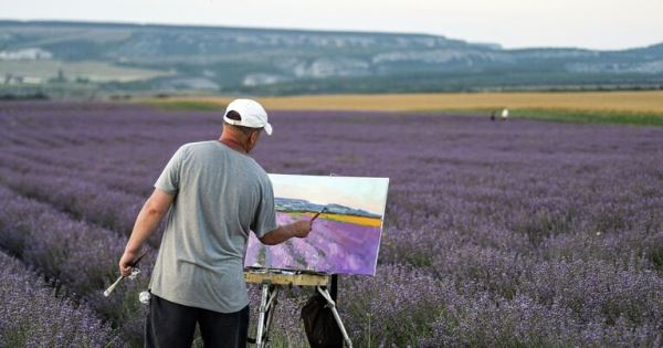 Места для самых лучших фотографий. В Крыму цветут лавандовые поля8