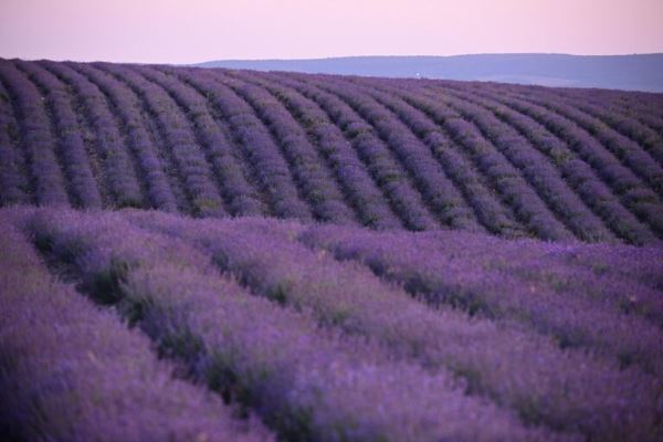 Места для самых лучших фотографий. В Крыму цветут лавандовые поля3