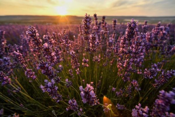 Места для самых лучших фотографий. В Крыму цветут лавандовые поля9